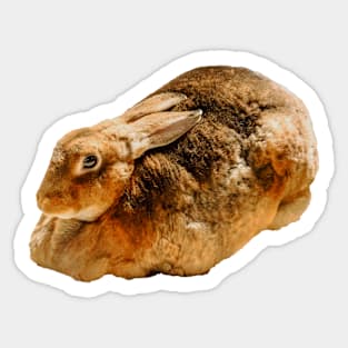 Domestic rabbit Sticker